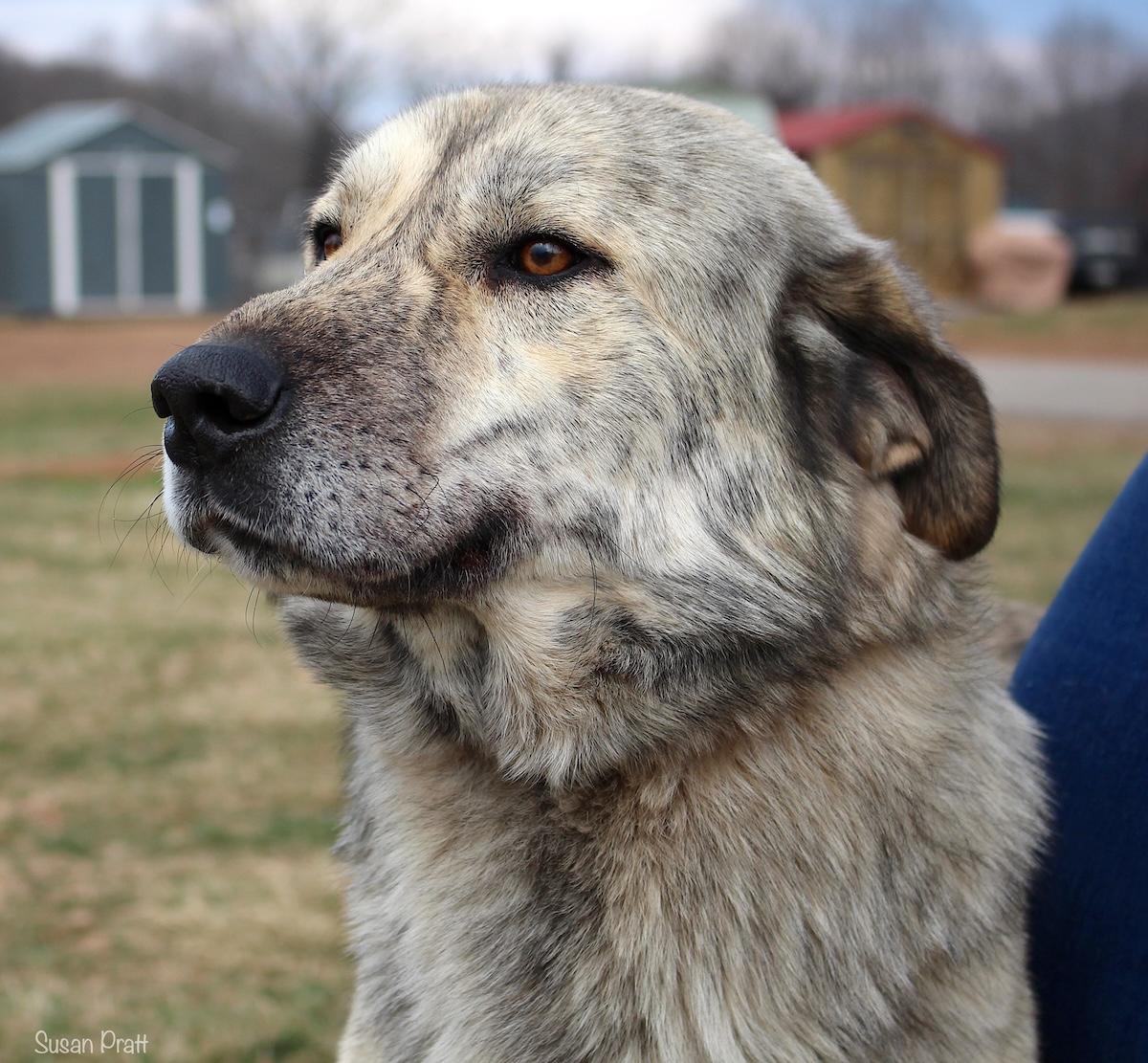 Tiger Shark, adopted, Adult Male Anatolian Shepherd.