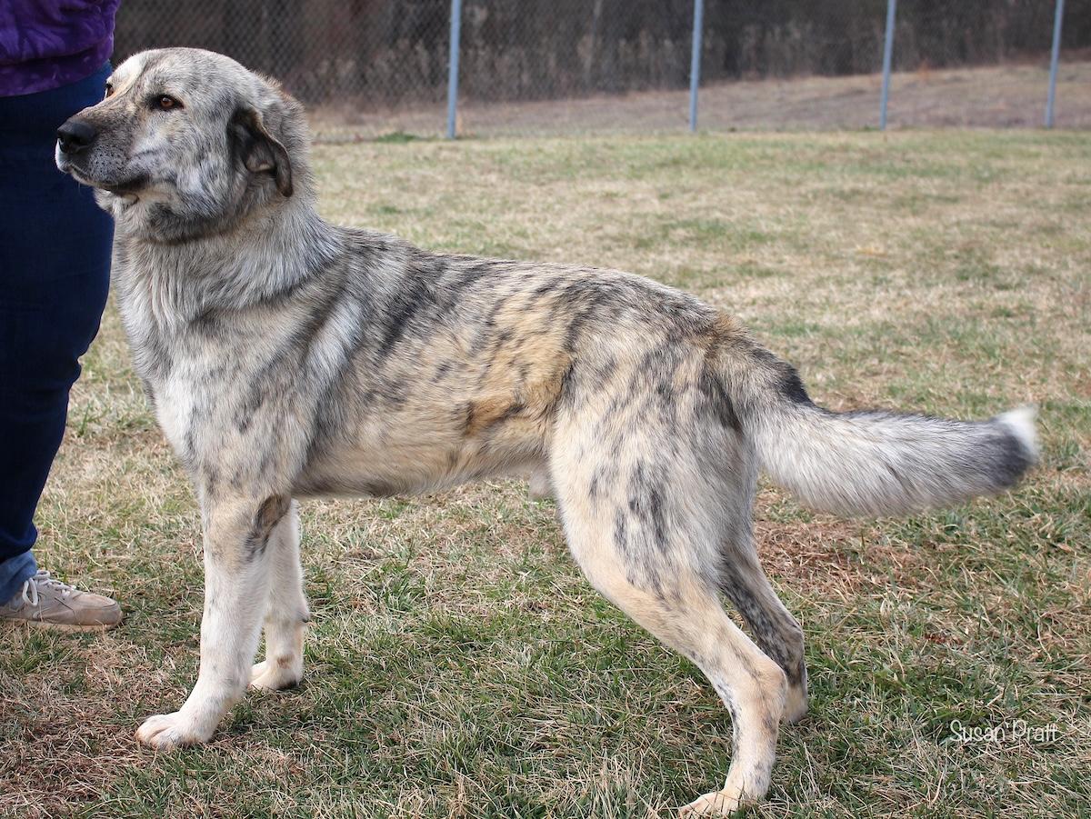 Enlarge Tiger Shark, an adopted mixed breed in Bedford, VA image 3/3