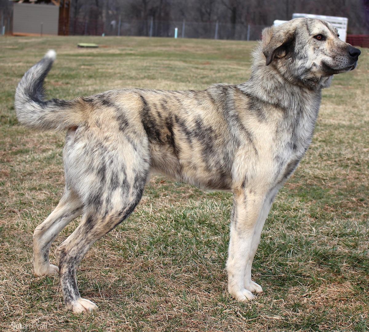 Enlarge Tiger Shark, an adopted mixed breed in Bedford, VA image 2/3