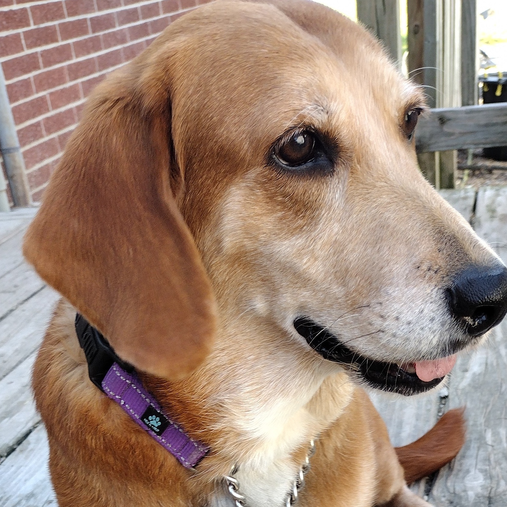 Smiley, an adoptable Basset Hound in Jasonville, IN, 47438 | Photo Image 1
