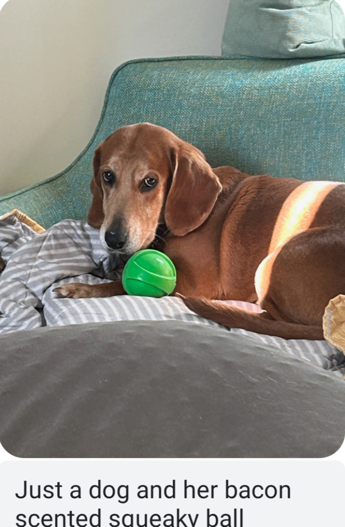Smiley, an adoptable Basset Hound in Jasonville, IN, 47438 | Photo Image 3