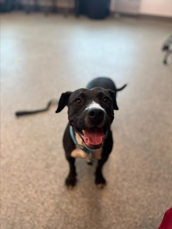 CHACHA, Adoptable, Adult Female Pit Bull Terrier & Beagle.