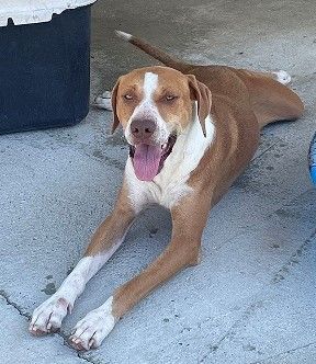 Tatum, a Adoptable mixed breed in Manning, SC image 1/2