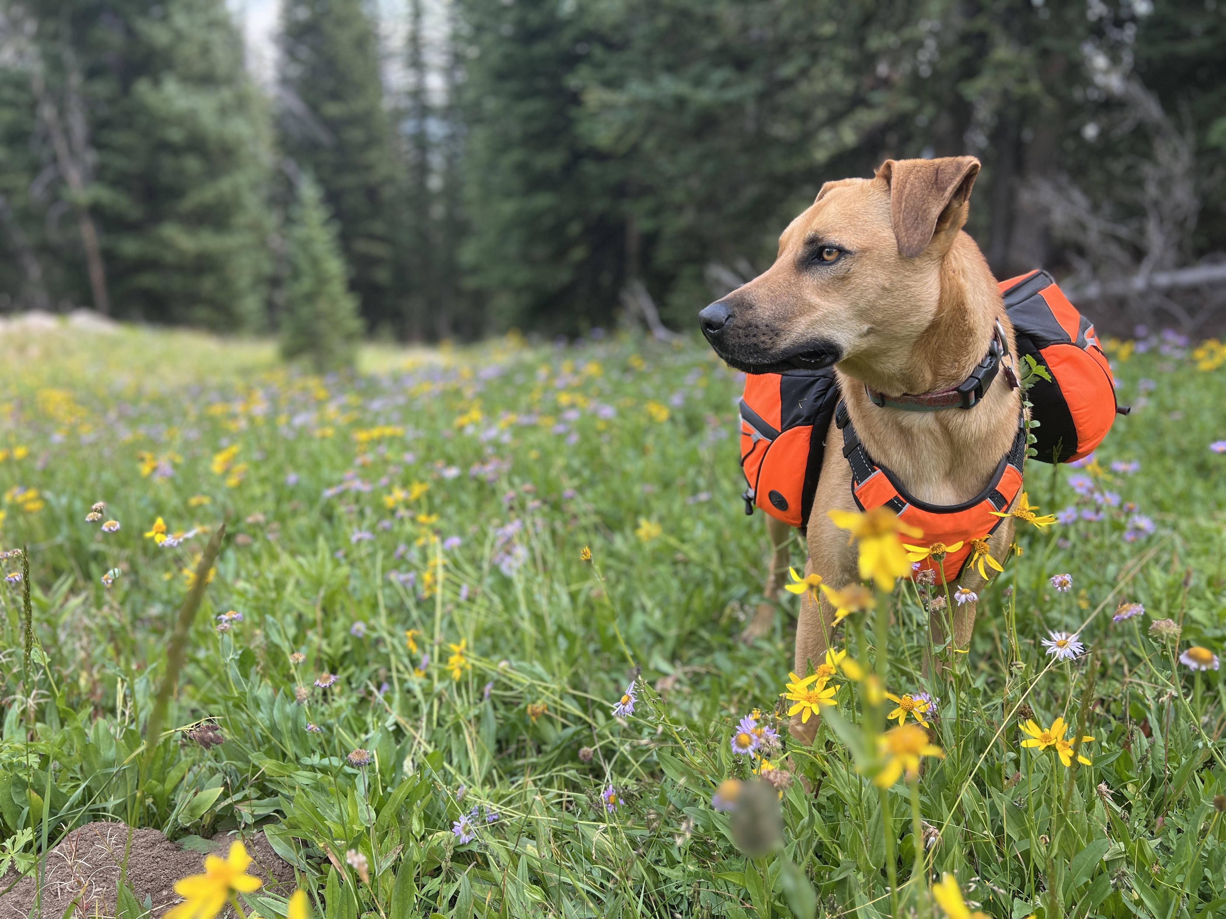 Rumi, an adoptable Mixed Breed in Jackson, WY, 83002 | Photo Image 2