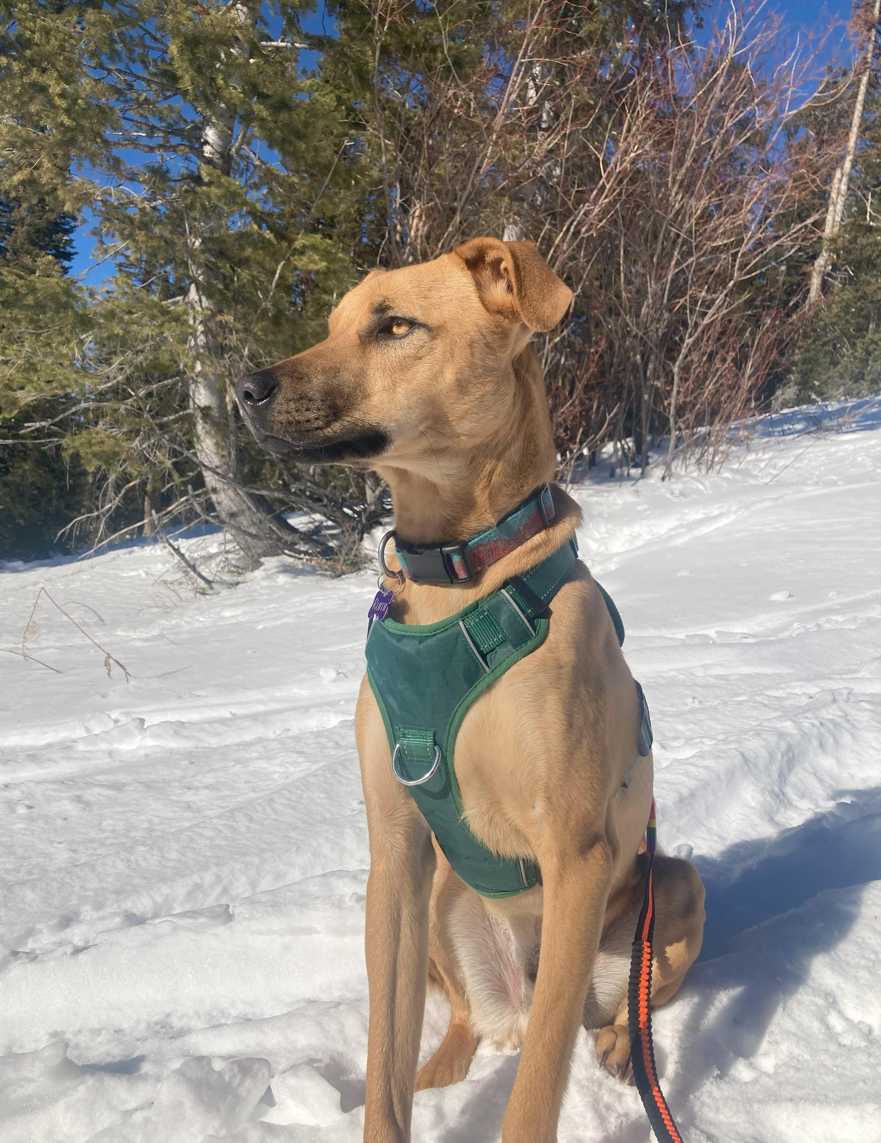 Rumi, an adoptable Mixed Breed in Jackson, WY, 83002 | Photo Image 1
