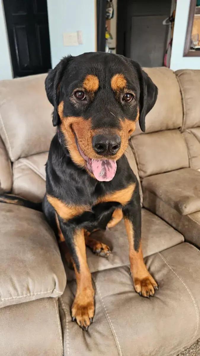 Hayden, a ADOPTABLE Rottweiler in Polk, OH image 1/3