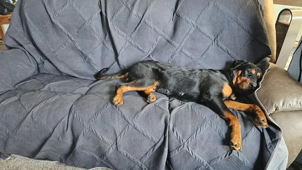 Hayden, a ADOPTABLE Rottweiler in Polk, OH image 2/3