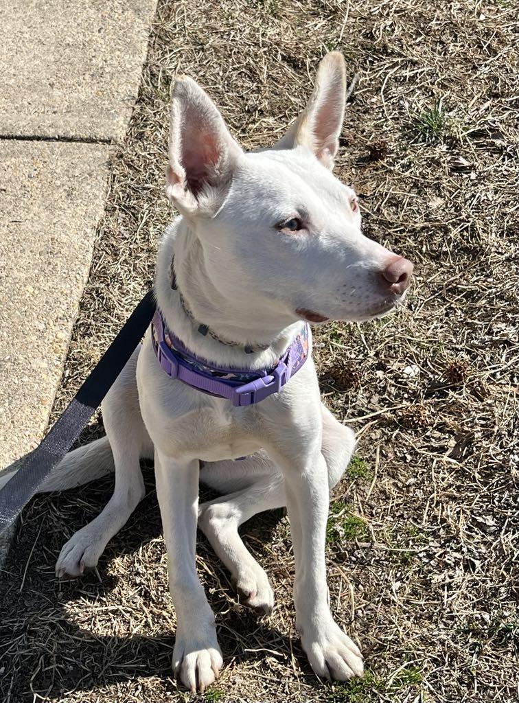 China, a Adoptable mixed breed in Fairfax, VA image 6/6