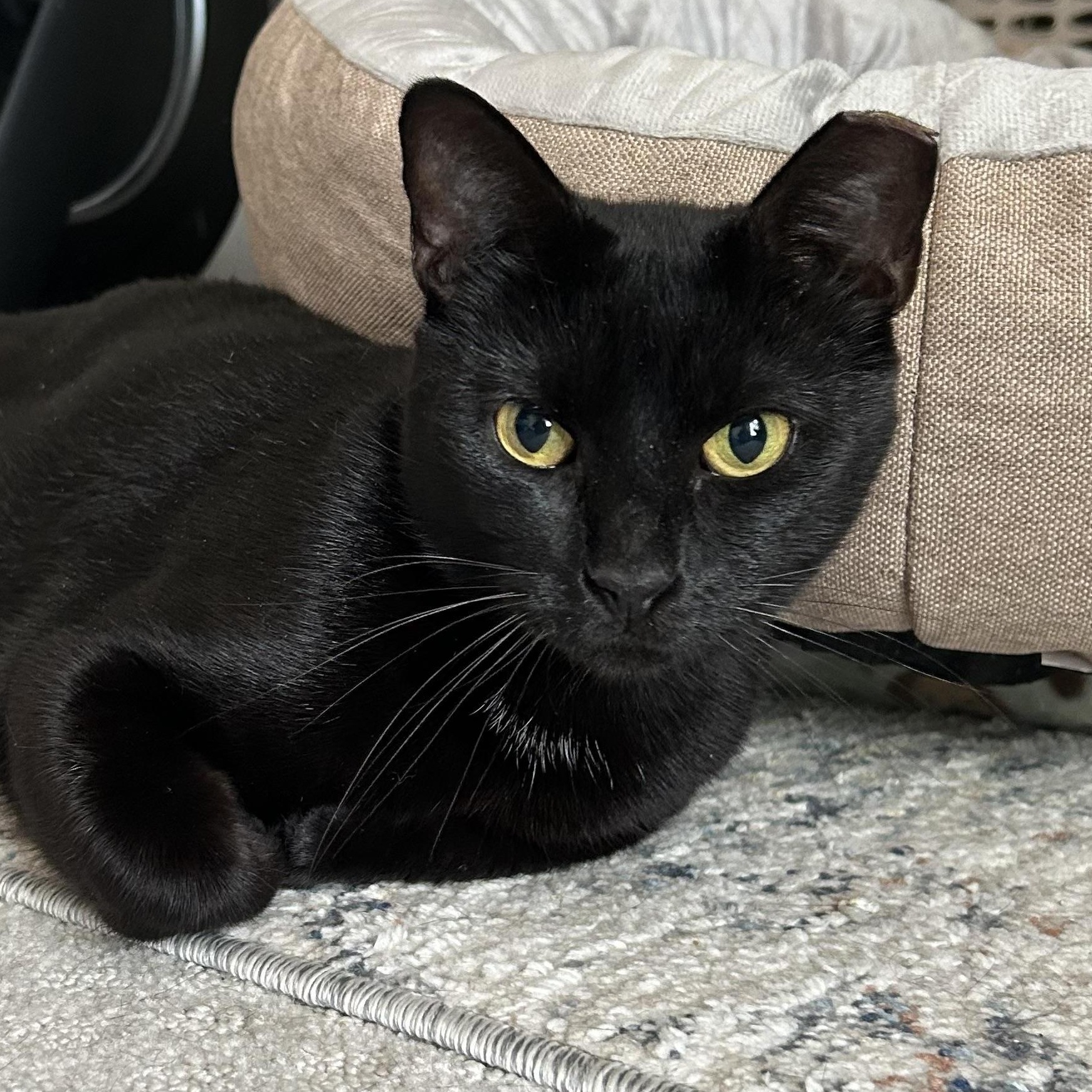 Tofu, a Adoptable mixed breed in Glastonbury, CT image 5/5