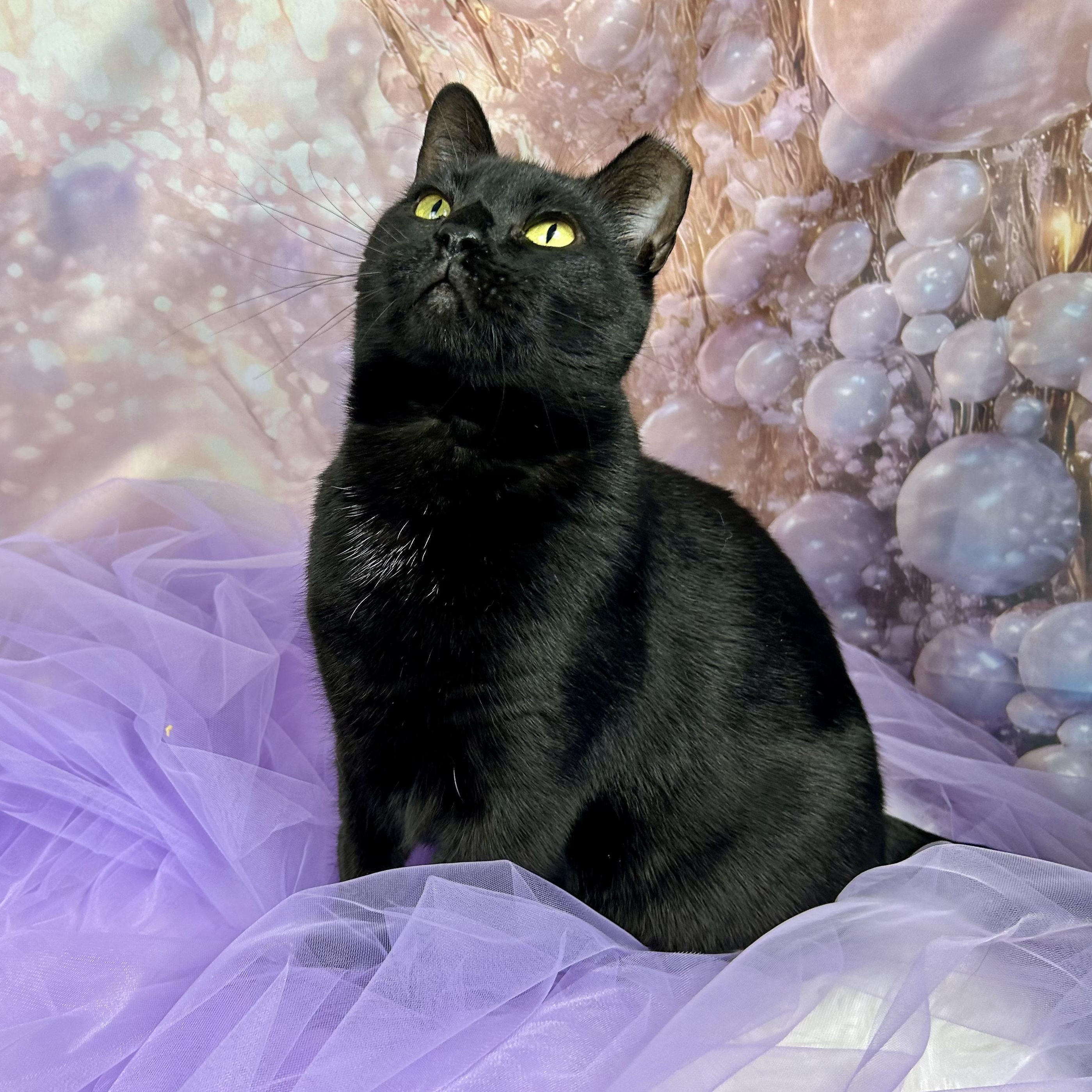 Tofu, a Adoptable mixed breed in Glastonbury, CT image 4/5