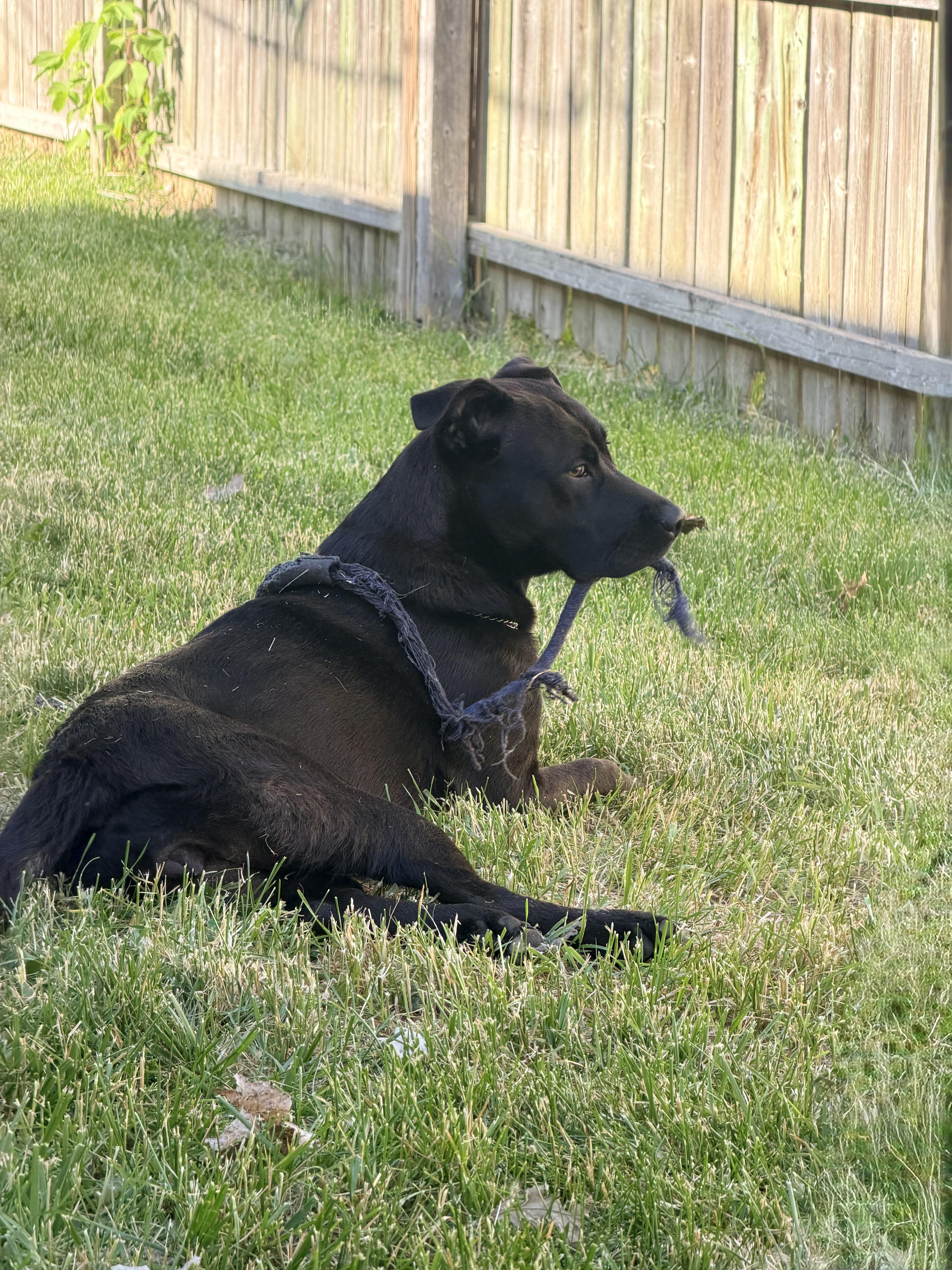 Zelda, Adoptable, Young Female Pit Bull Terrier & Cane Corso.