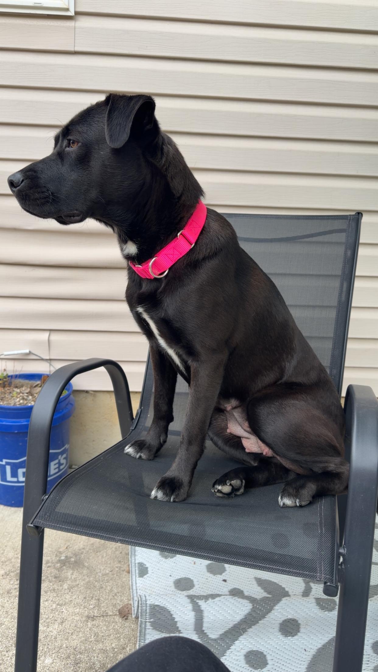 Enlarge Zelda, a Adoptable mixed breed in St. Clair Shores, MI image 2/5