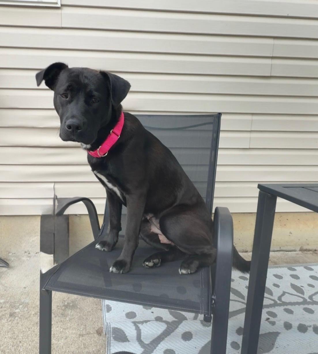 Enlarge Zelda, a Adoptable mixed breed in St. Clair Shores, MI image 3/5