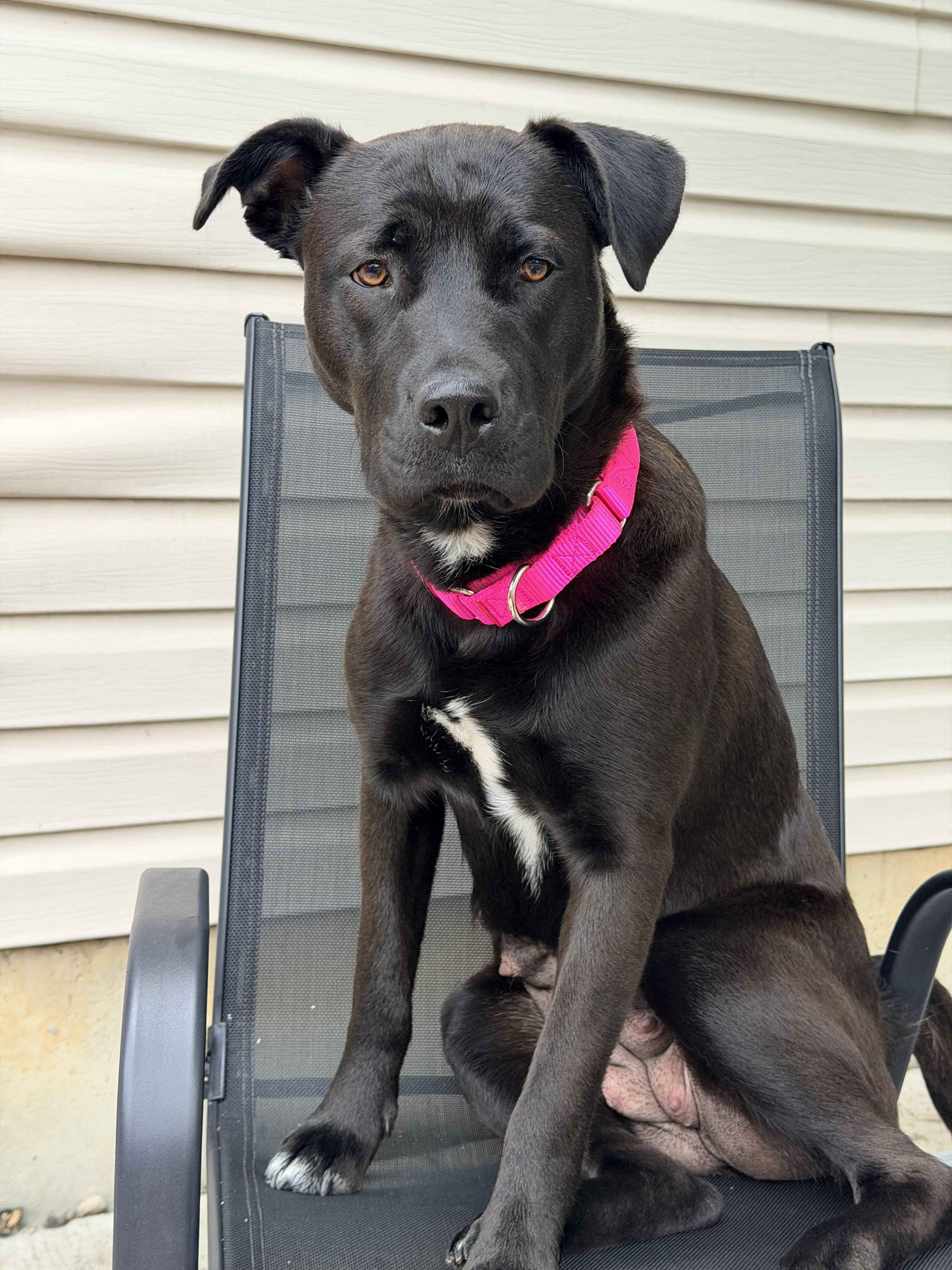 Enlarge Zelda, a Adoptable mixed breed in St. Clair Shores, MI image 4/5