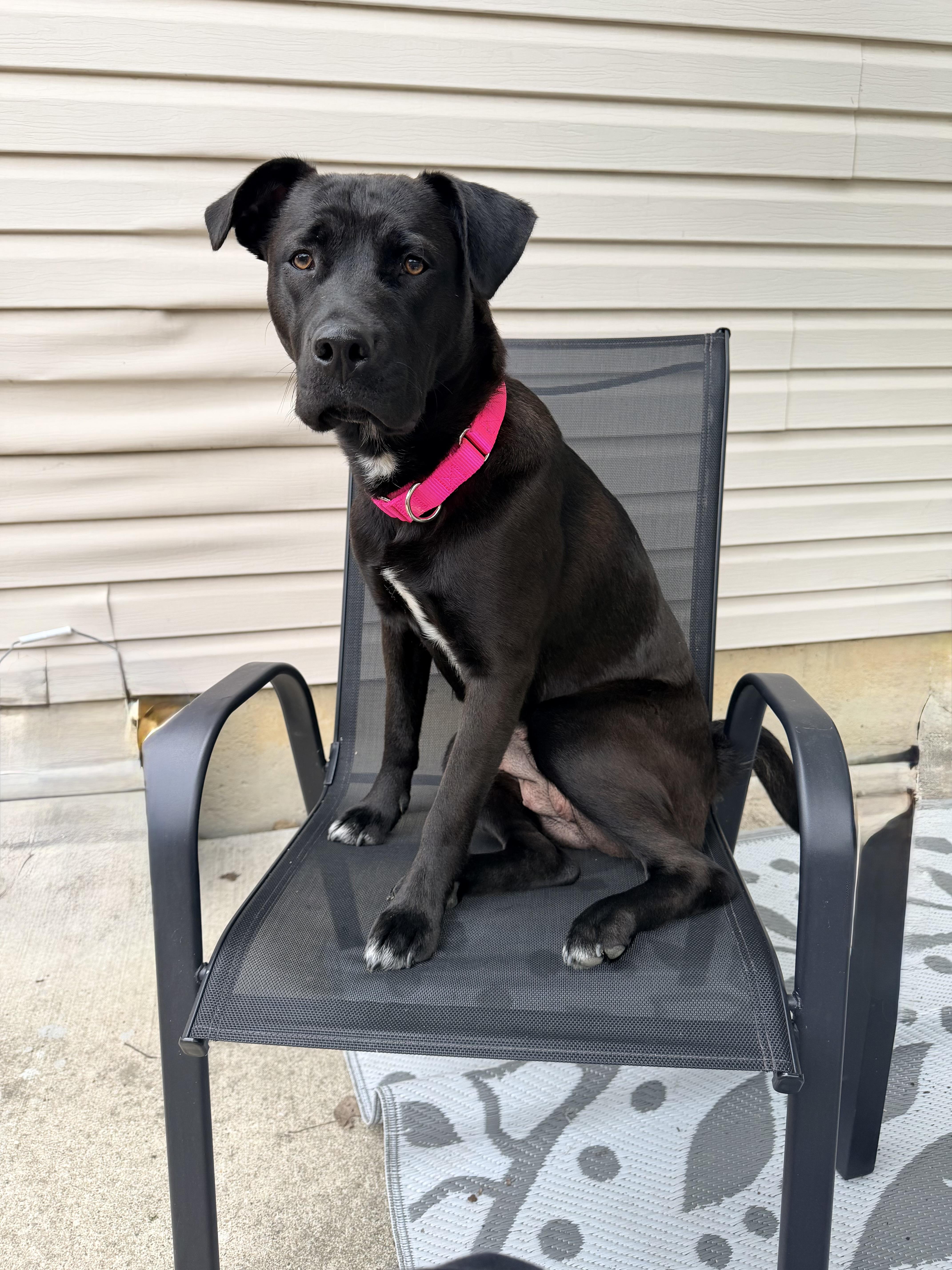 Enlarge Zelda, a Adoptable mixed breed in St. Clair Shores, MI image 5/5