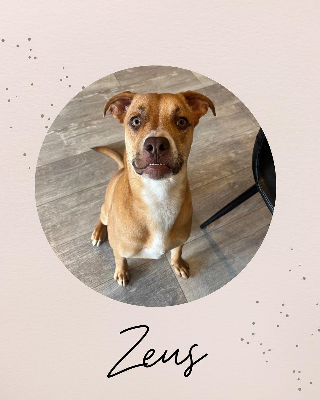 ZEUS