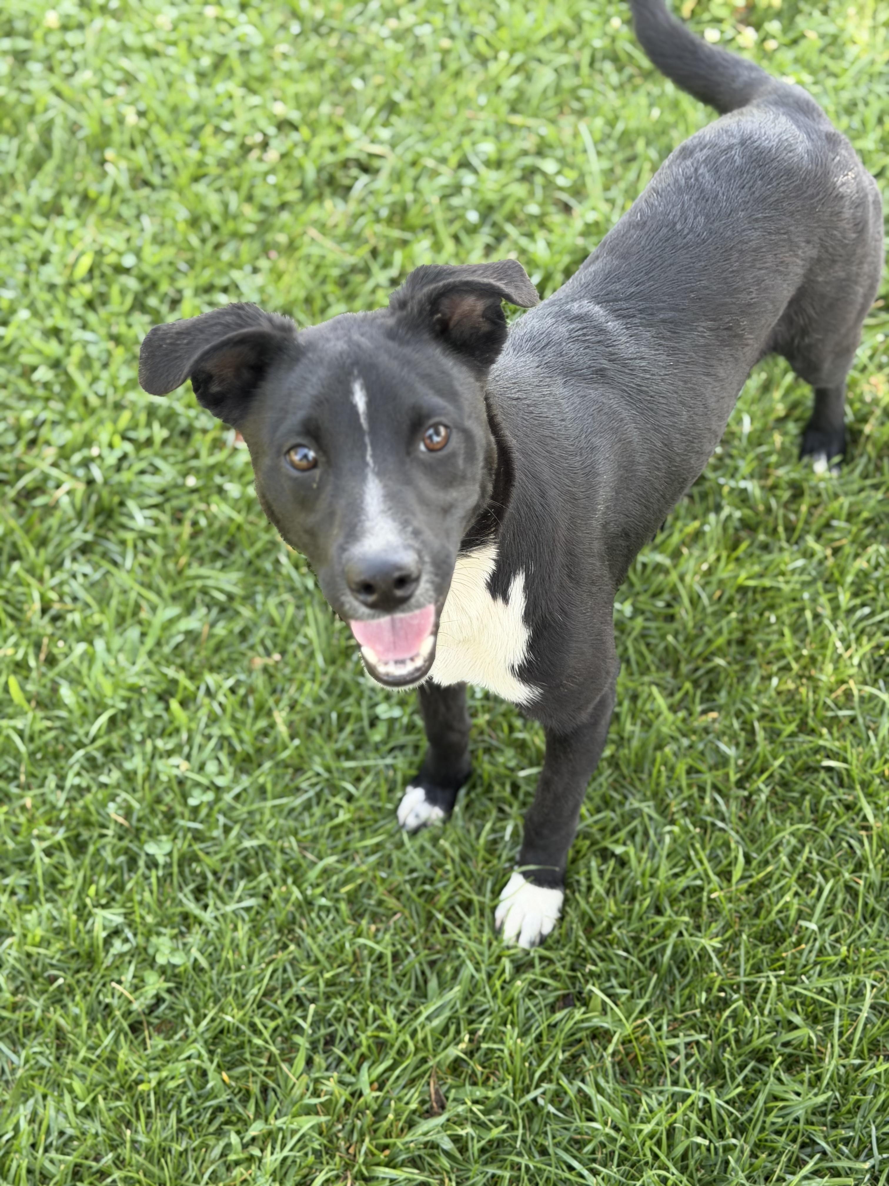 Enlarge Dusty, a ADOPTABLE mixed breed in Oakdale, CA image 1/3