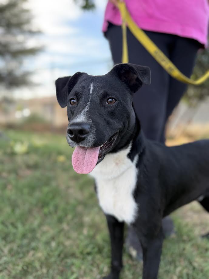 Enlarge Dusty, a ADOPTABLE mixed breed in Oakdale, CA image 3/3