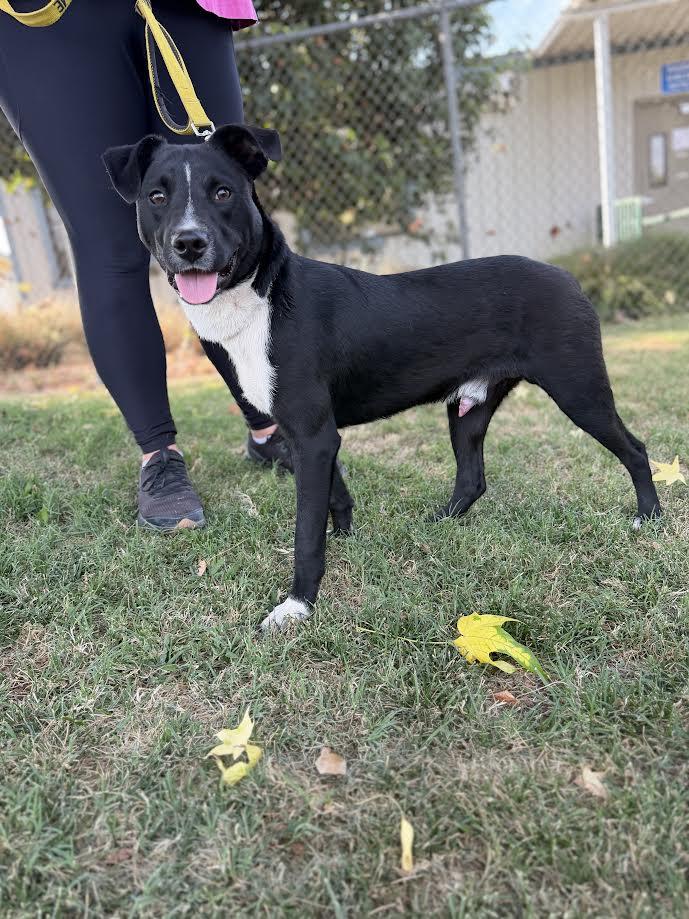 Enlarge Dusty, a ADOPTABLE mixed breed in Oakdale, CA image 2/3