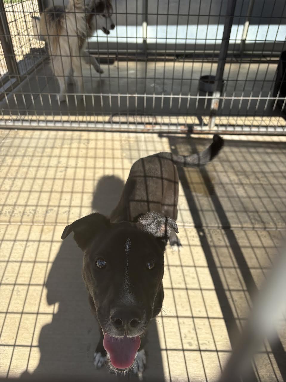 Enlarge Dusty, a ADOPTABLE mixed breed in Oakdale, CA image 1/1