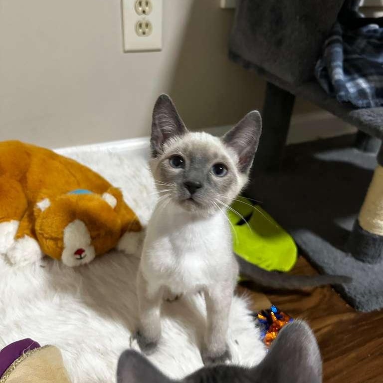 Enlarge Mito (bonded with Nikko), an adopted Siamese in Lawrenceville, GA image 5/5