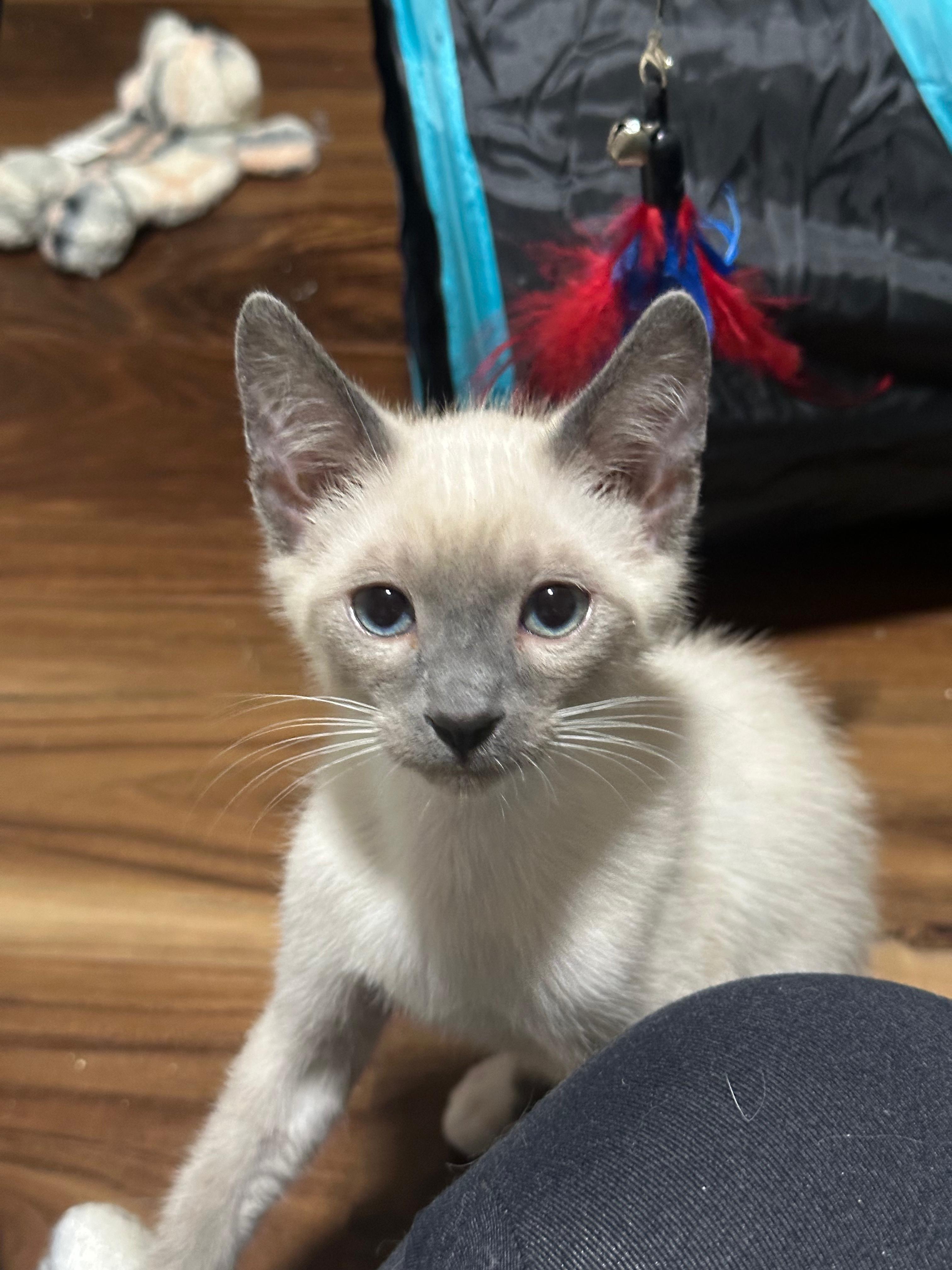 Mito (bonded with Nikko), Adoptable, Kitten Male Siamese.