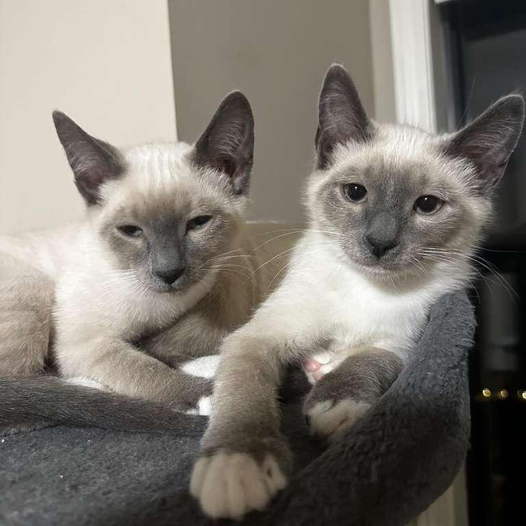 Enlarge Mito (bonded with Nikko), an adopted Siamese in Lawrenceville, GA image 2/5