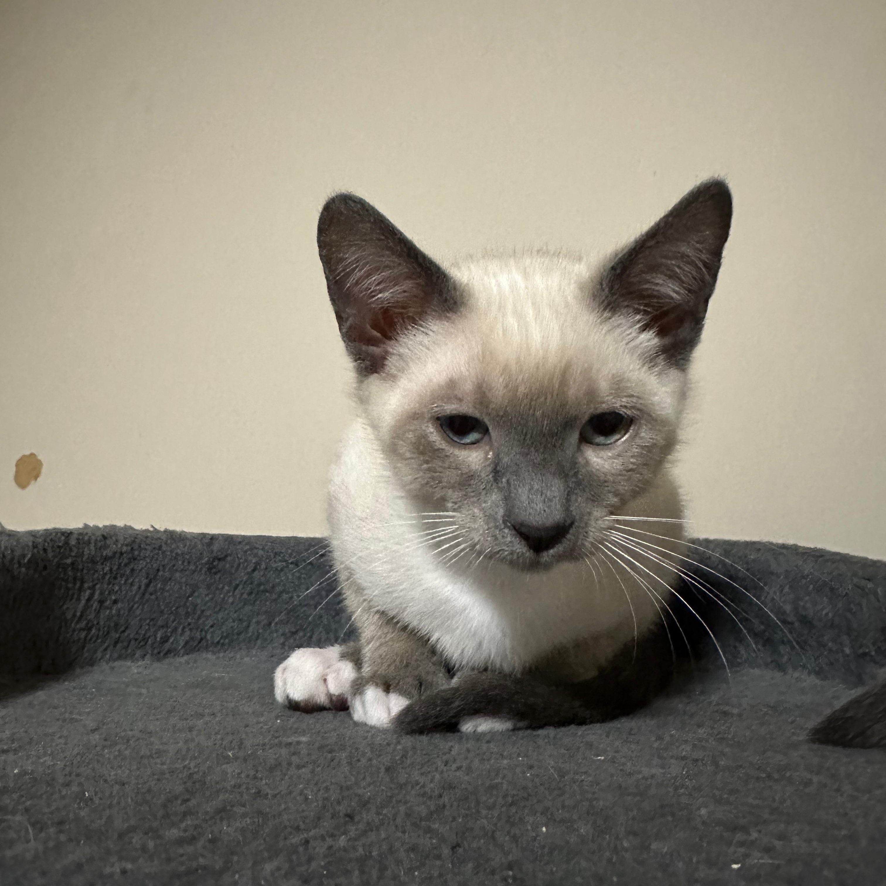 Enlarge Mito (bonded with Nikko), an adopted Siamese in Lawrenceville, GA image 4/5