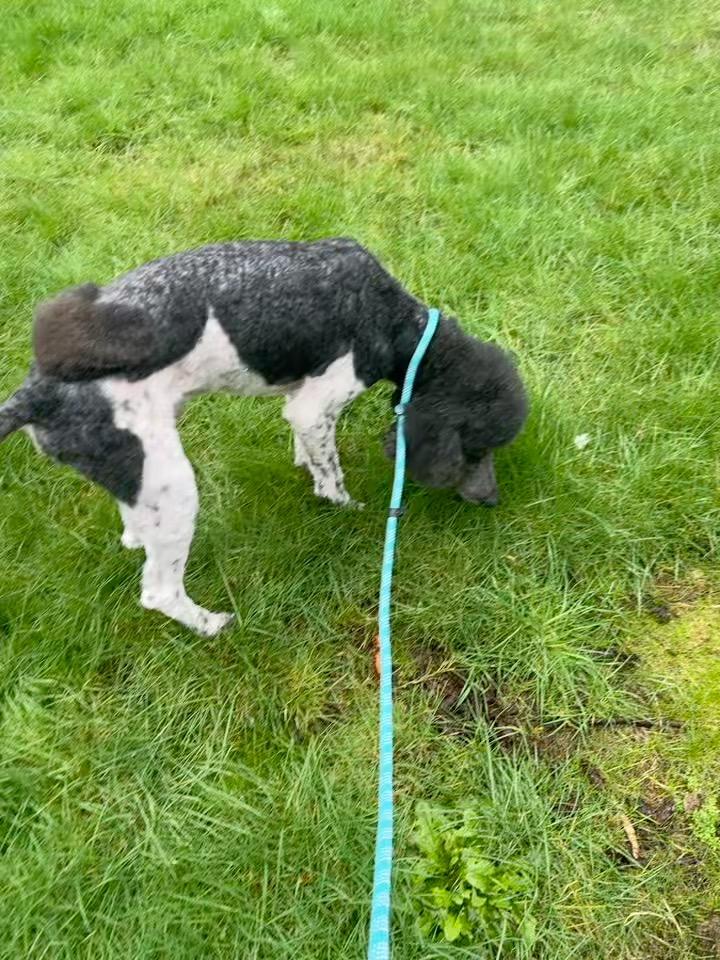 Enlarge Jarvis - male standard poodle, a ADOPTABLE Standard Poodle in Sammamish, WA image 4/5