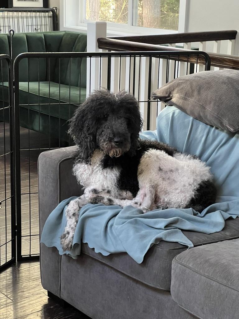 Enlarge Jarvis - male standard poodle, a ADOPTABLE Standard Poodle in Sammamish, WA image 5/5