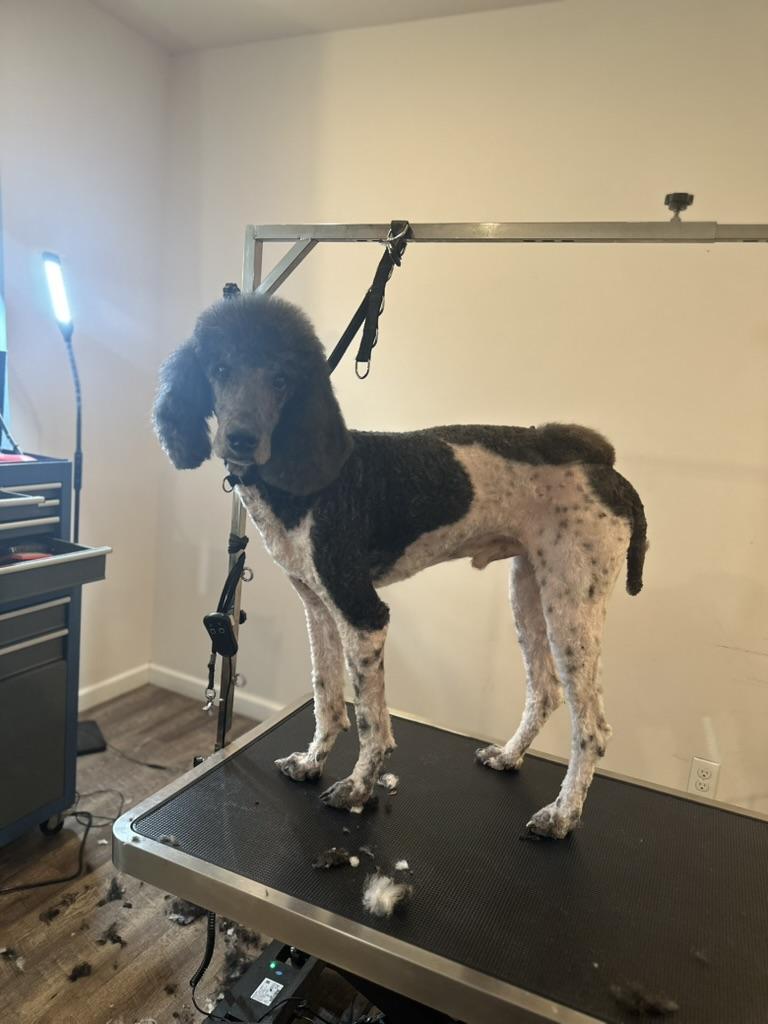 Enlarge Jarvis - male standard poodle, a ADOPTABLE Standard Poodle in Sammamish, WA image 1/5