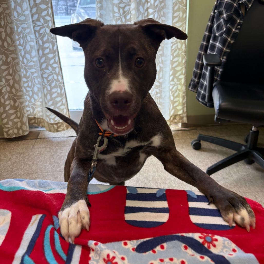 Snickers, Adoptable, Young Female Mixed Breed.