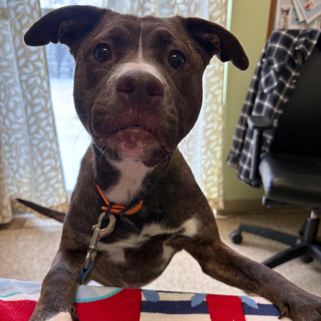 Enlarge Snickers, a Adoptable Mixed Breed in Warren, PA image 2/4