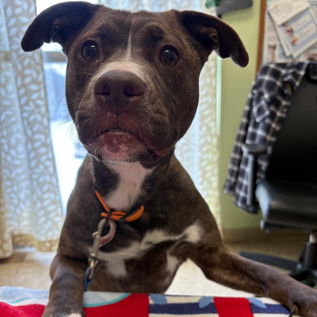 Enlarge Snickers, a Adoptable Mixed Breed in Warren, PA image 3/4