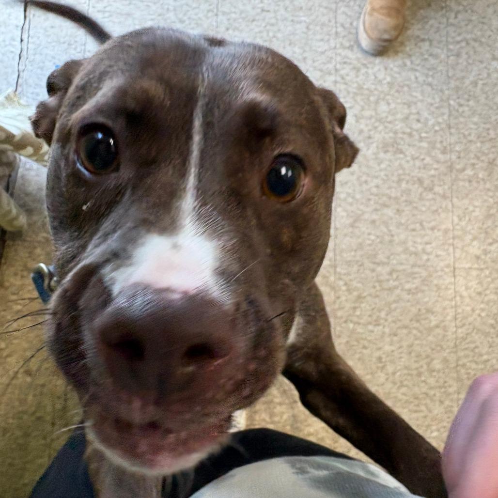 Enlarge Snickers, a Adoptable Mixed Breed in Warren, PA image 4/4