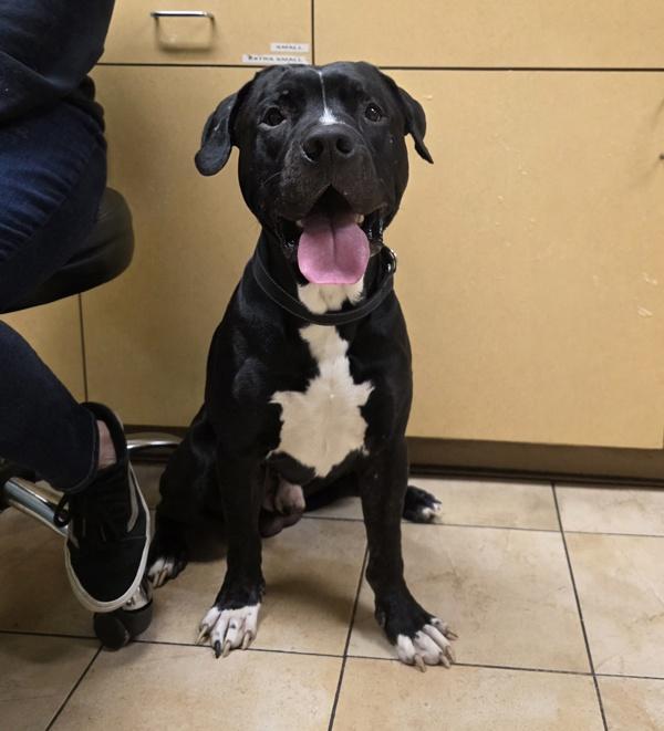 Cuby (qb), Adoptable, Adult Male Pit Bull Terrier.