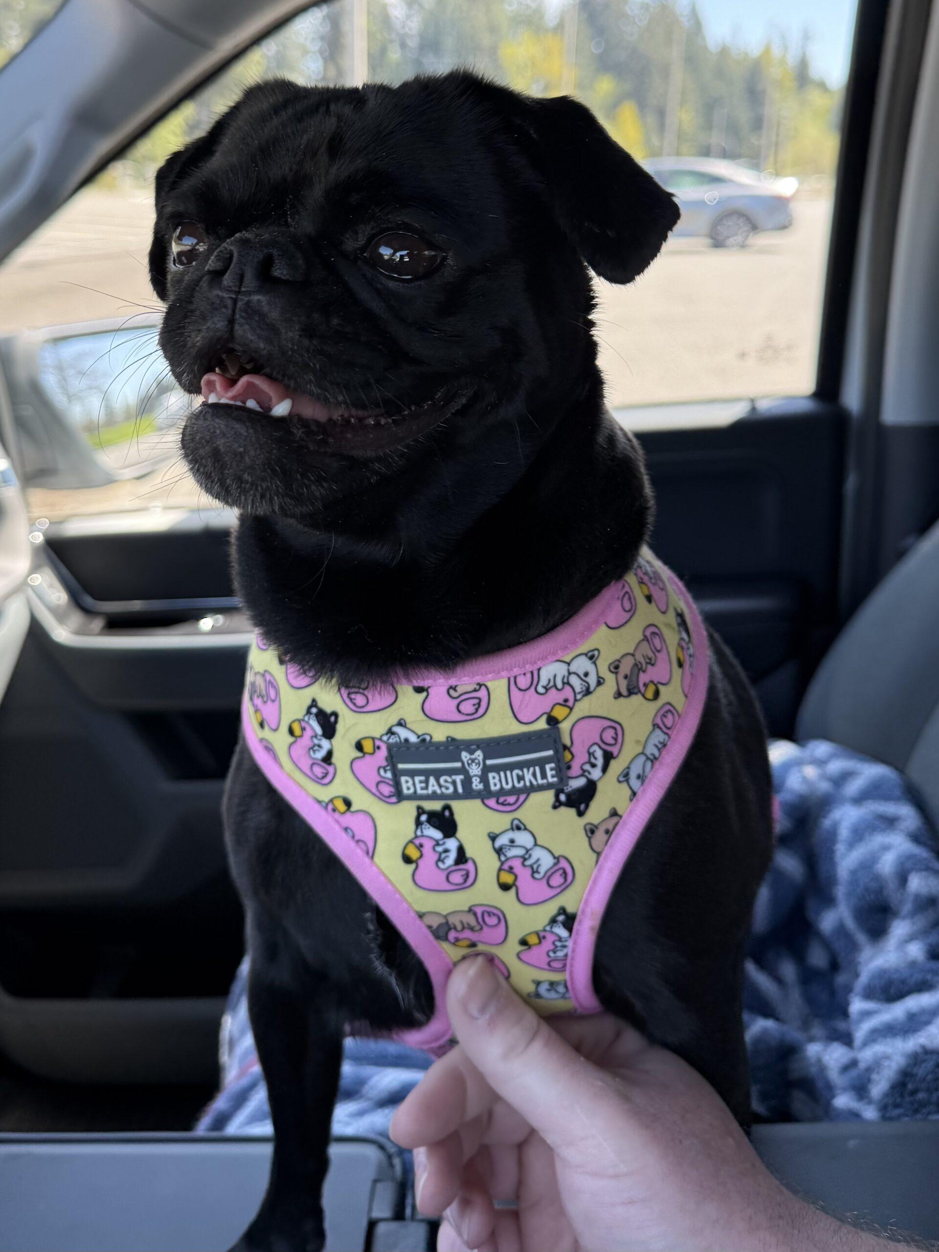 Enlarge Violet, a Adoptable Pug in Seattle, WA image 1/6