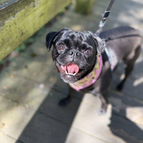 Enlarge Violet, a Adoptable Pug in Seattle, WA image 2/6