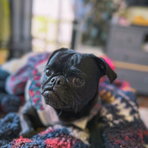 Enlarge Violet, a Adoptable Pug in Seattle, WA image 3/6