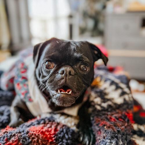 Enlarge Violet, a Adoptable Pug in Seattle, WA image 4/6