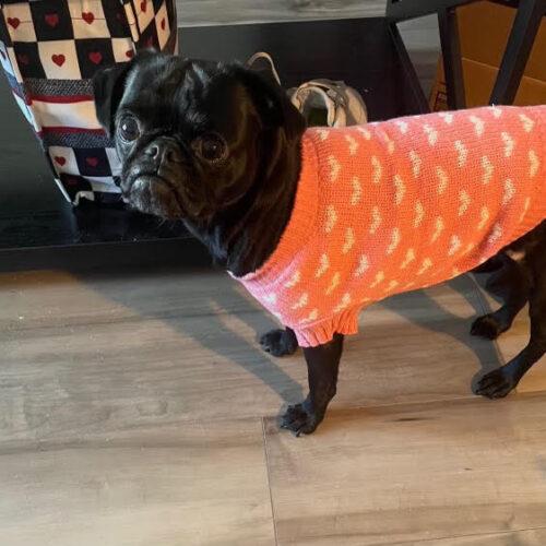 Enlarge Violet, a Adoptable Pug in Seattle, WA image 5/6