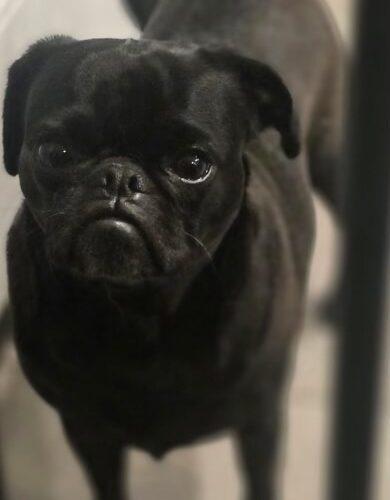 Enlarge Violet, a Adoptable Pug in Seattle, WA image 6/6