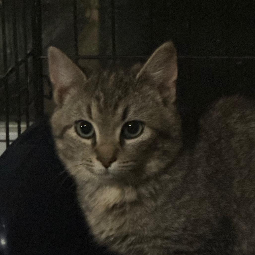 Enlarge Daytona, a Adoptable Domestic Short Hair in Inwood, WV image 1/3