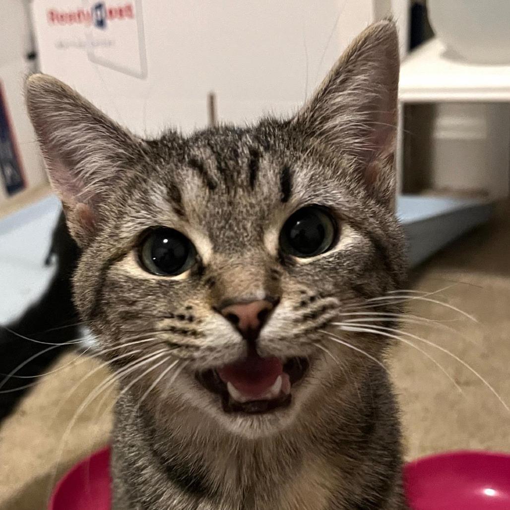 Enlarge Daytona, a Adoptable Domestic Short Hair in Inwood, WV image 3/3