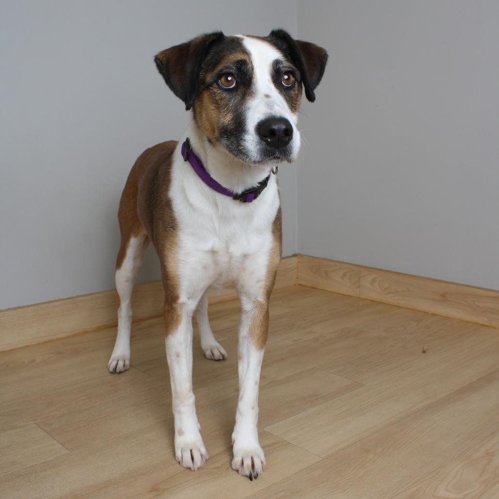 Raven D66978, Adoptable, Adult Female Boxer & German Shepherd Dog.