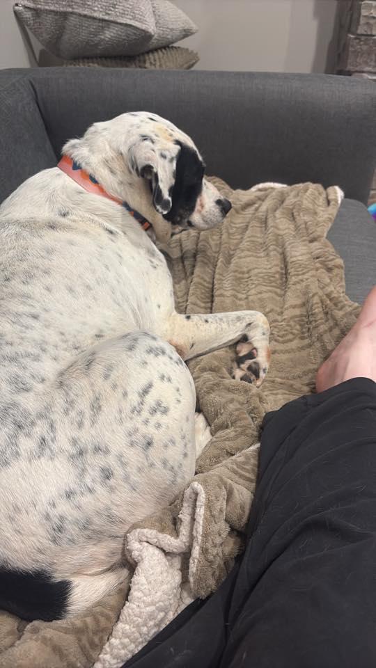 Enlarge BOBO, an adopted mixed breed in Lincoln, NE image 4/5