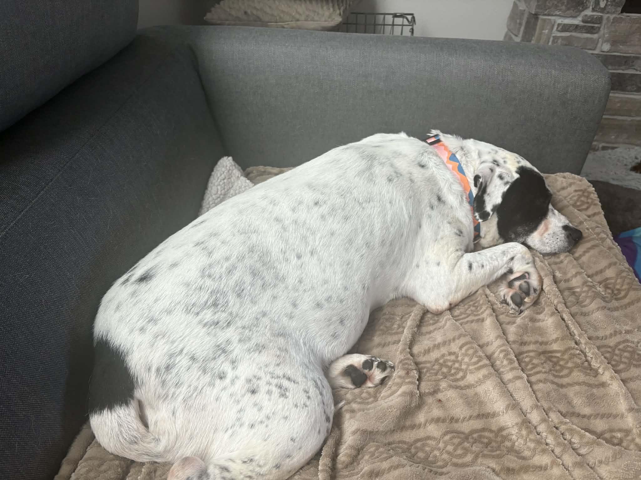 Enlarge BOBO, an adopted mixed breed in Lincoln, NE image 3/5