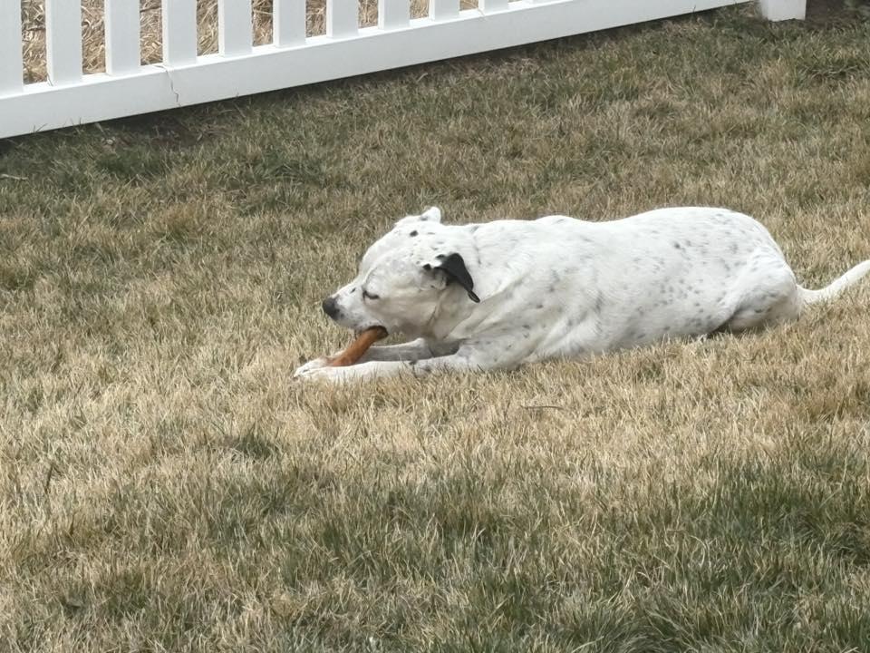 Enlarge BOBO, an adopted mixed breed in Lincoln, NE image 5/5