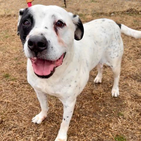 Enlarge BOBO, an adopted mixed breed in Lincoln, NE image 1/5