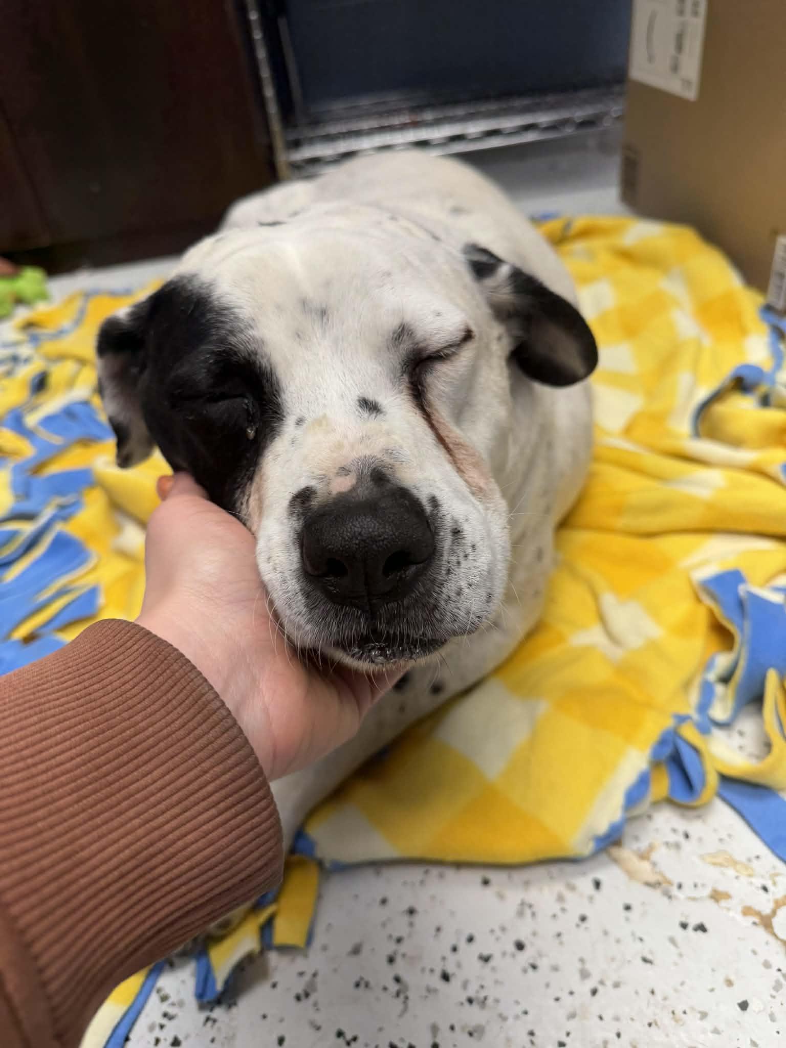 Enlarge BOBO, an adopted mixed breed in Lincoln, NE image 2/5